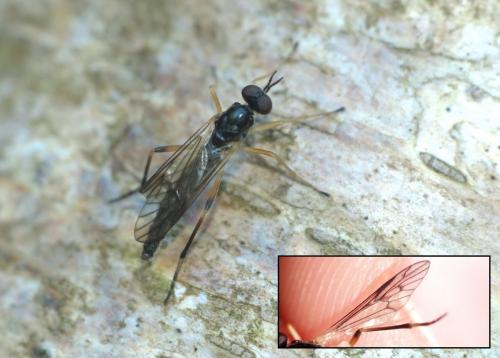 Réf. 208 337 : Xylophagus ater